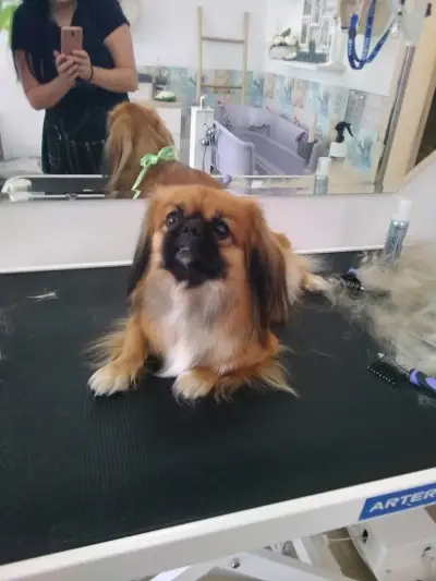 Lucky puppies- груминг салон за домашни любимци