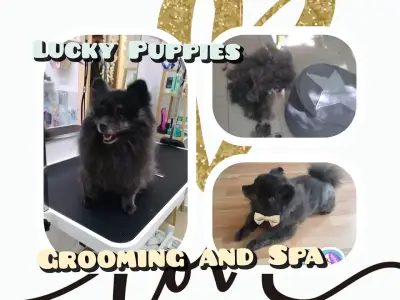 Lucky puppies- груминг салон за домашни любимци