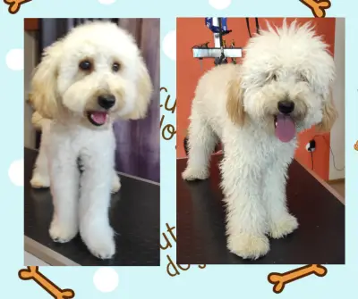 Груминг салон "Белла"/Grooming salon "Bella"