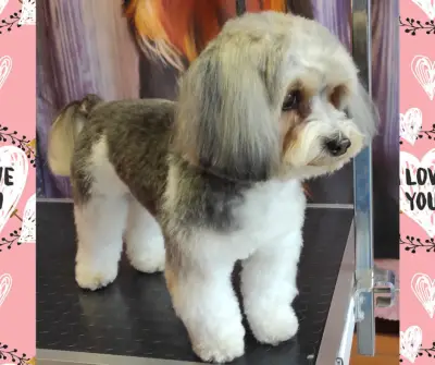 Груминг салон "Белла"/Grooming salon "Bella"