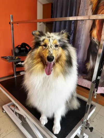 Груминг салон "Белла"/Grooming salon "Bella"