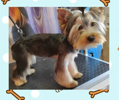 Груминг салон "Белла"/Grooming salon "Bella"
