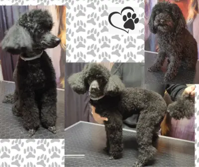 Груминг салон "Белла"/Grooming salon "Bella"