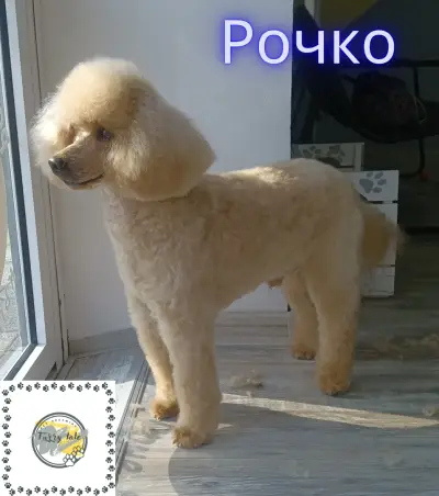 Furry tale Pet grooming