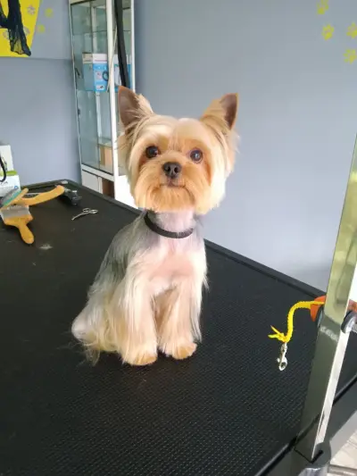 Furry tale Pet grooming