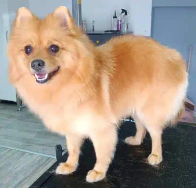 Furry tale Pet grooming