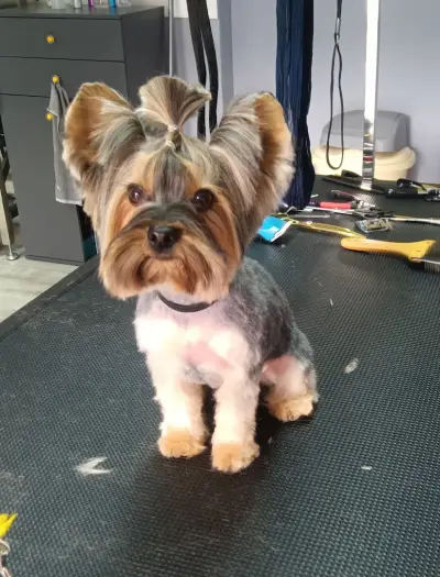 Furry tale Pet grooming