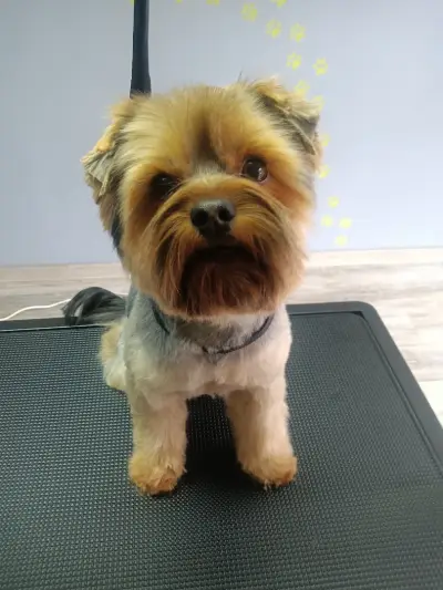 Furry tale Pet grooming