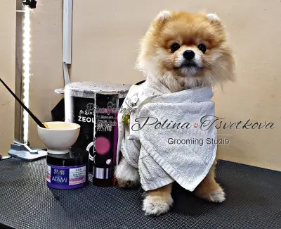 Полина Цветкова груминг студио Polina Tsvetkova Grooming studio