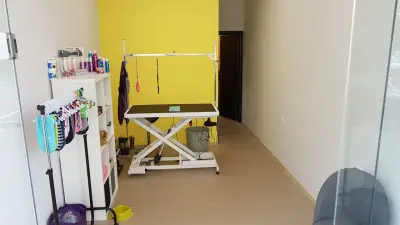 Полина Цветкова груминг студио Polina Tsvetkova Grooming studio