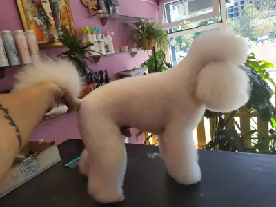 zookaprizstyle
