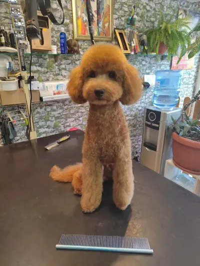 zookaprizstyle