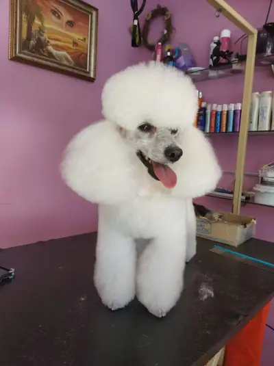 zookaprizstyle