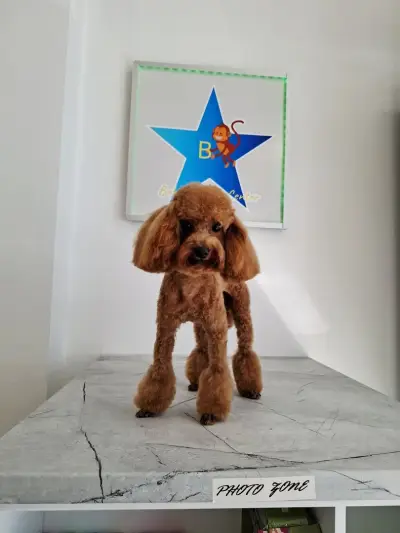 BobiStar Pet Center