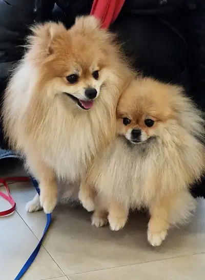 BobiStar Pet Center