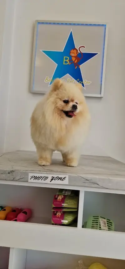 BobiStar Pet Center
