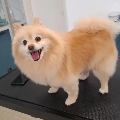 BobiStar Pet Center