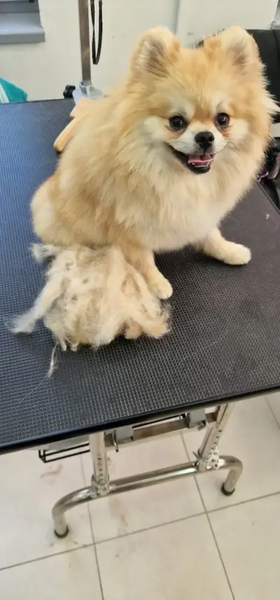 BobiStar Pet Center
