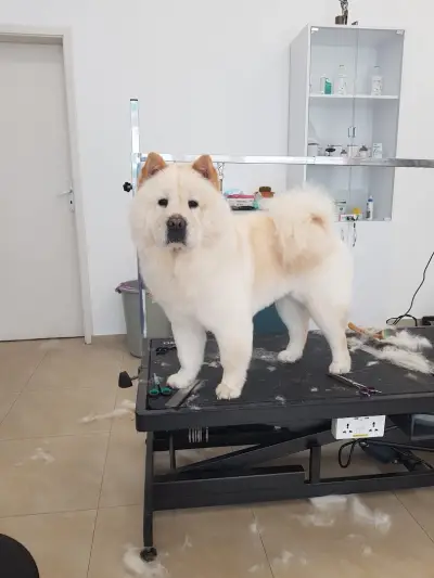 BobiStar Pet Center