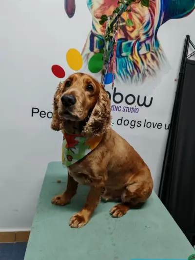 Груминг салон Rainbow Grooming Studio Plovdiv