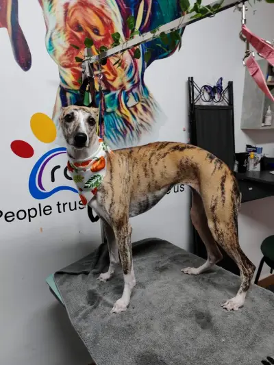 Груминг салон Rainbow Grooming Studio Plovdiv