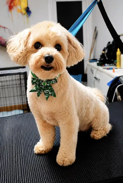 Груминг салон Rainbow Grooming Studio Plovdiv