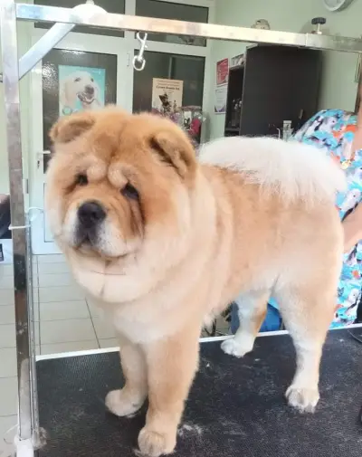 Фризьорски салон за домашни любимци Lucky Dog