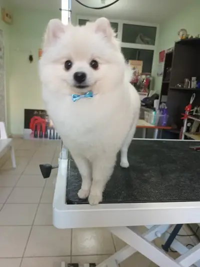 Фризьорски салон за домашни любимци Lucky Dog