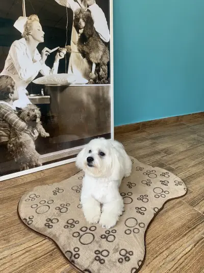 Fashion Dogs Plovdiv І Груминг салон І Груминг студио І Подстригване на кучета І Салон за кучета