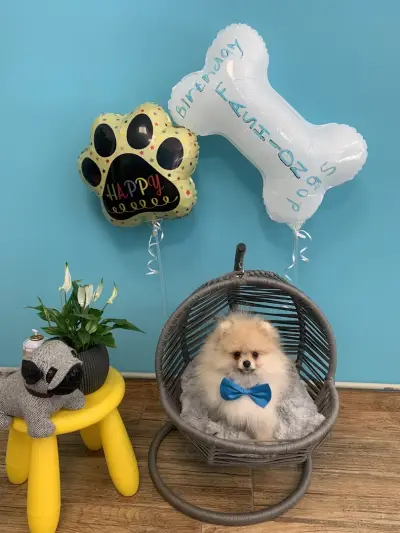 Fashion Dogs Plovdiv І Груминг салон І Груминг студио І Подстригване на кучета І Салон за кучета