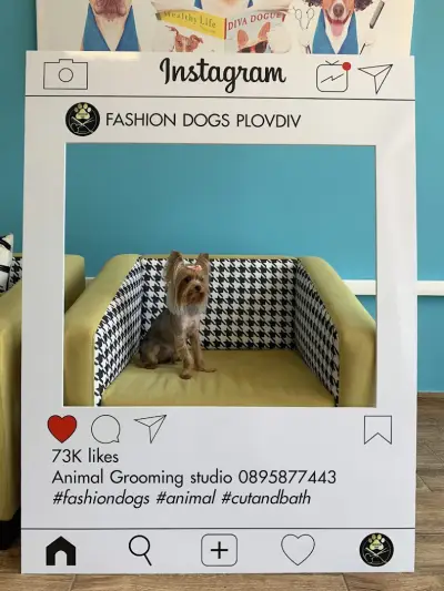 Fashion Dogs Plovdiv І Груминг салон І Груминг студио І Подстригване на кучета І Салон за кучета