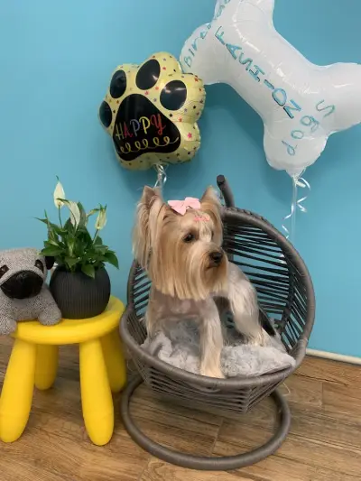 Fashion Dogs Plovdiv І Груминг салон І Груминг студио І Подстригване на кучета І Салон за кучета