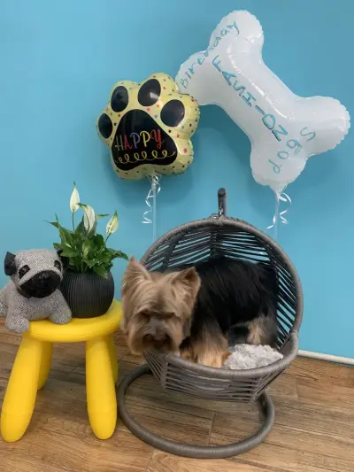 Fashion Dogs Plovdiv І Груминг салон І Груминг студио І Подстригване на кучета І Салон за кучета