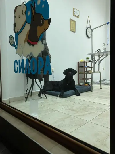 Силора - Груминг Салон