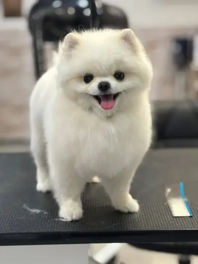 Pet Grooming Studio 55