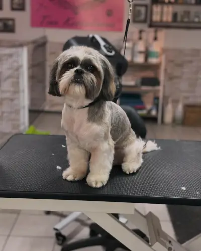 Pet Grooming Studio 55