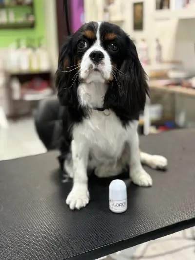 Pet Grooming Studio 55