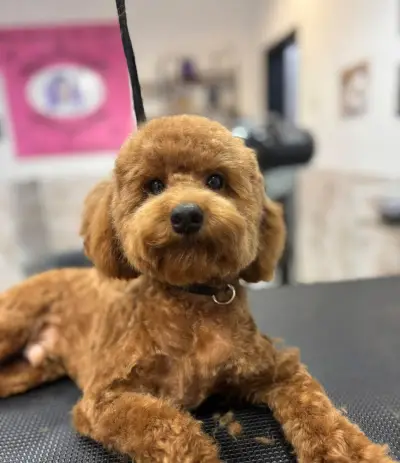 Pet Grooming Studio 55
