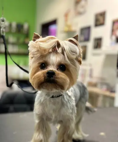 Pet Grooming Studio 55
