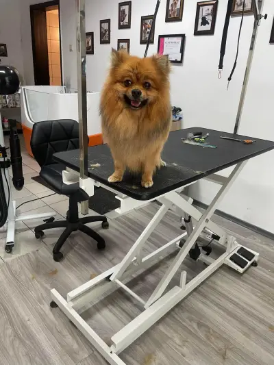 Pet Grooming Studio 55