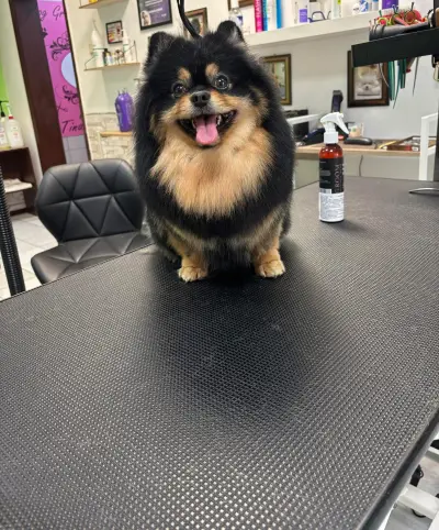 Pet Grooming Studio 55