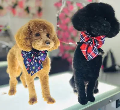 Хотел и груминг за кучета Puppy Bubbles
