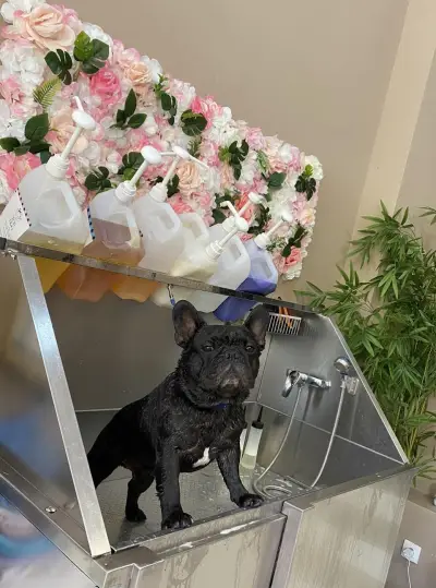 Хотел и груминг за кучета Puppy Bubbles