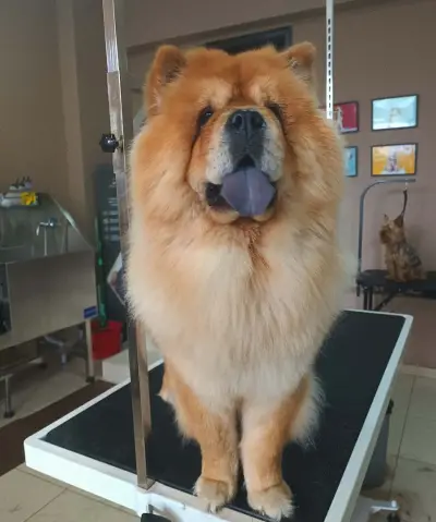 Хотел и груминг за кучета Puppy Bubbles