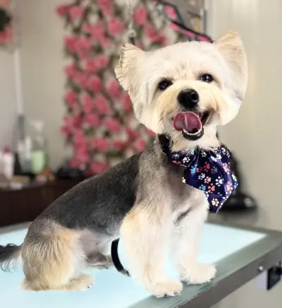 Хотел и груминг за кучета Puppy Bubbles