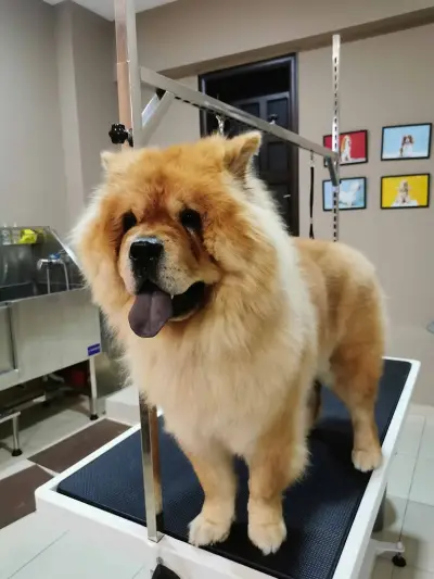 Хотел и груминг за кучета Puppy Bubbles