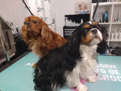 Ruff Haus