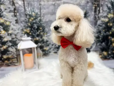 Ruff Haus