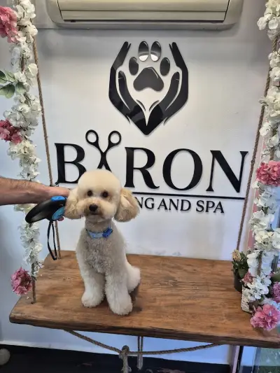 Baron grooming and spa