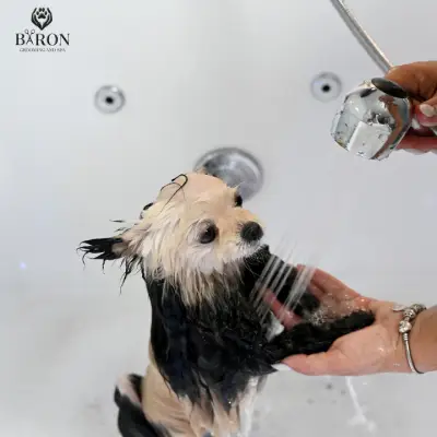 Baron grooming and spa